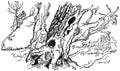 y Wind in the Willows Arthur Rackham THE WILD WOOD A4 Photo Print