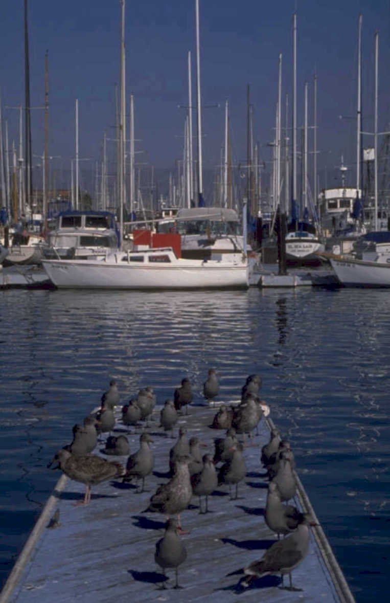yachts gulls harbor 1980s 1990s A4 Photo Print