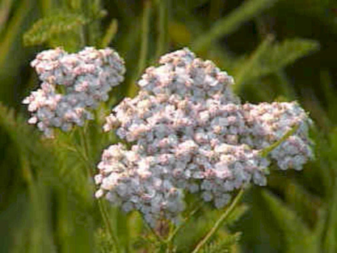 yarrow white flower1980s 1990s A4 Photo Print