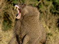 yellow baboon savanna1980s 1990s A4 Photo Print