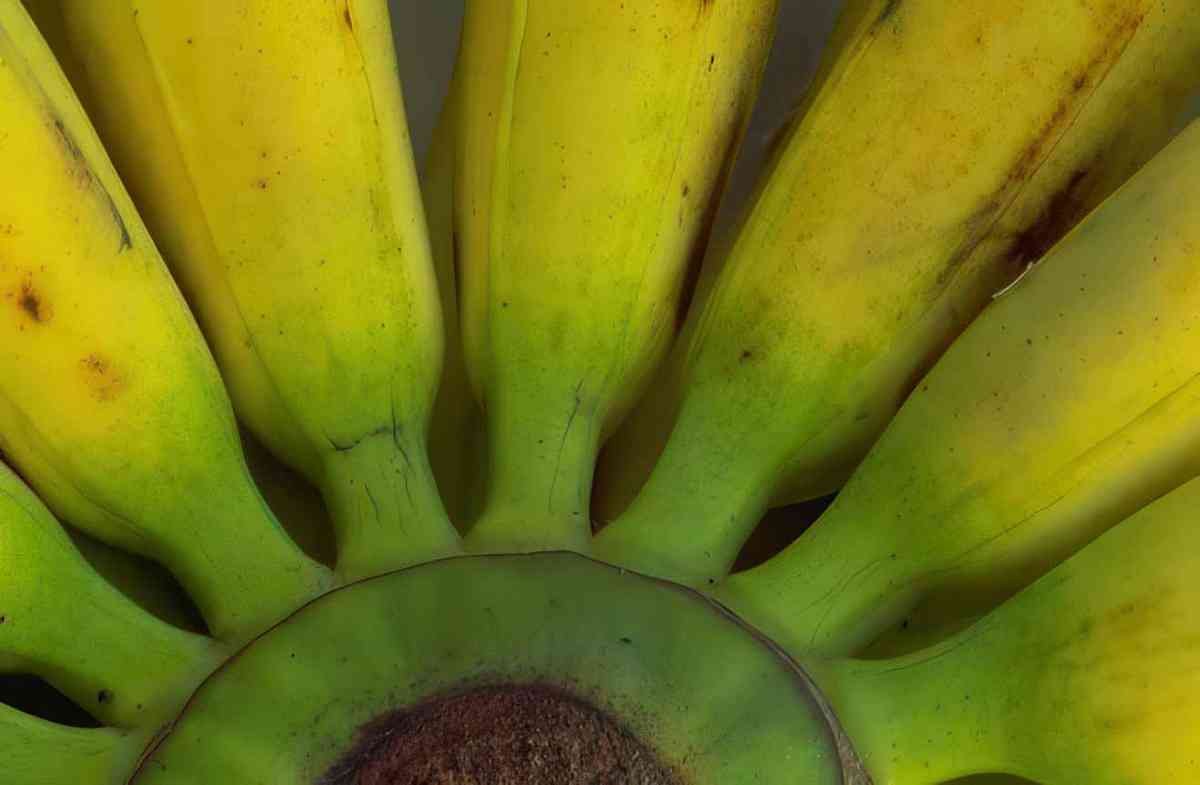 yellow bananas ripe 1 A4 Photo Print