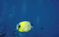 yellow butterflyfish ocean Vintage A4 Photo Print