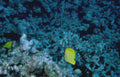 yellow butterflyfish reef 1 Vintage A4 Photo Print