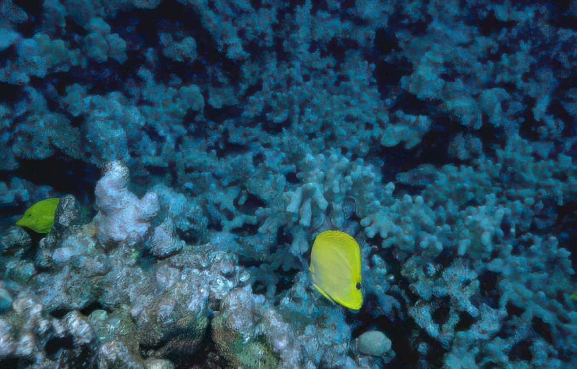 yellow butterflyfish reef 1 Vintage A4 Photo Print