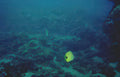 yellow butterflyfish reef 2 Vintage A4 Photo Print
