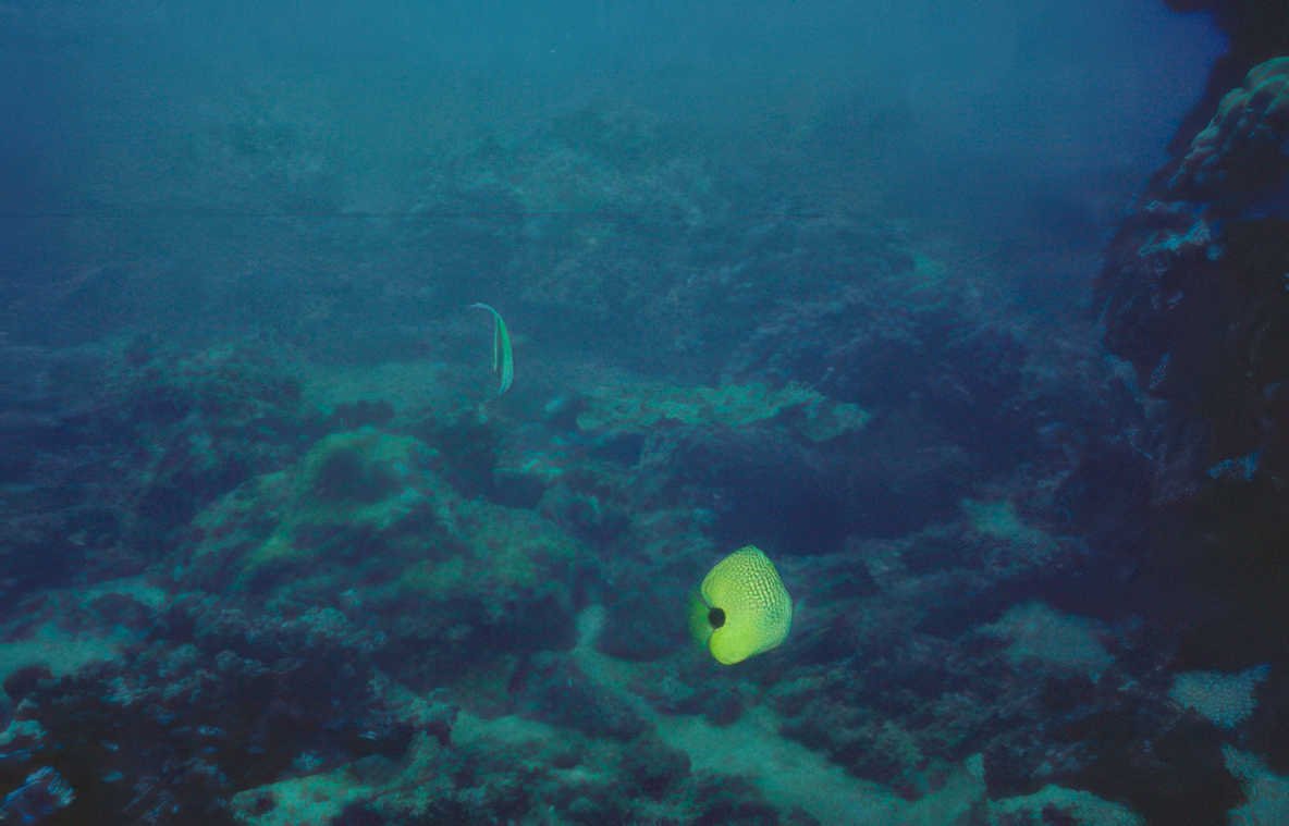 yellow butterflyfish reef 2 Vintage A4 Photo Print