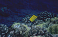 yellow butterflyfish reef Vintage A4 Photo Print