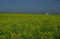 yellow canola farm 1980s 1990s A4 Photo Print