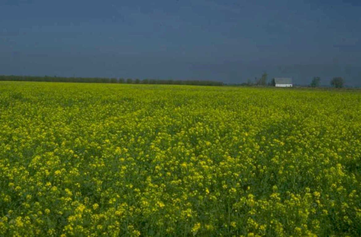 yellow canola farm 1980s 1990s A4 Photo Print