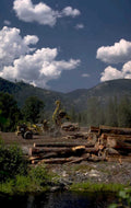 yellow caterpillar logs 1980s 1990s A4 Photo Print