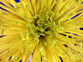 yellow chrysanthemum flower1980s 1990s A4 Photo Print