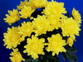 yellow chrysanthemums bloom1980s 1990s A4 Photo Print