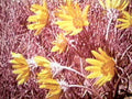 yellow coreopsis field1980s 1990s A4 Photo Print