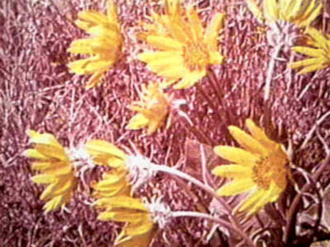 yellow coreopsis field1980s 1990s A4 Photo Print