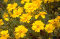 yellow coreopsis flowers 1980s 1990s A4 Photo Print
