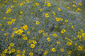 yellow coreopsis meadow 1980s 1990s A4 Photo Print
