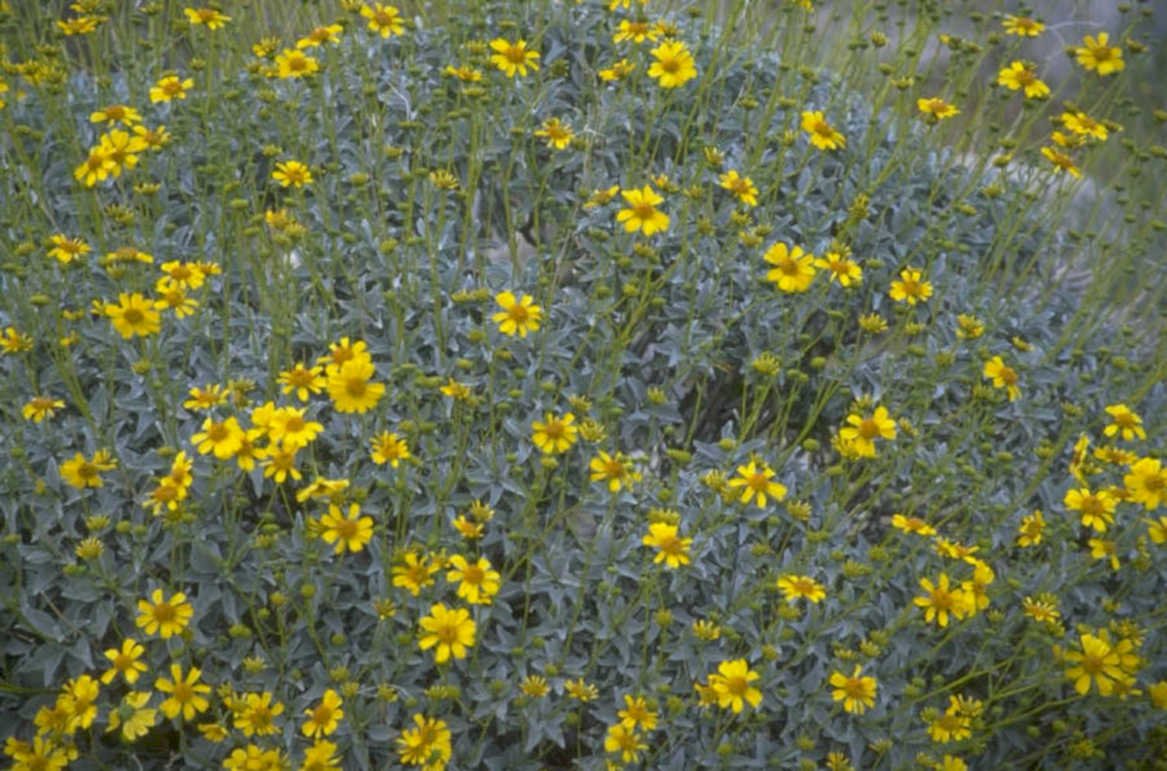 yellow coreopsis meadow 1980s 1990s A4 Photo Print