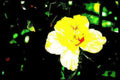 yellow daffodil flower Vintage A4 Photo Print