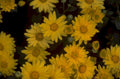 yellow daisies closeup 1980s 1990s A4 Photo Print