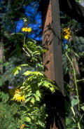 yellow daisies garden 1980s 1990s A4 Photo Print