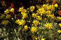 yellow daisies meadow 1980s 1990s A4 Photo Print