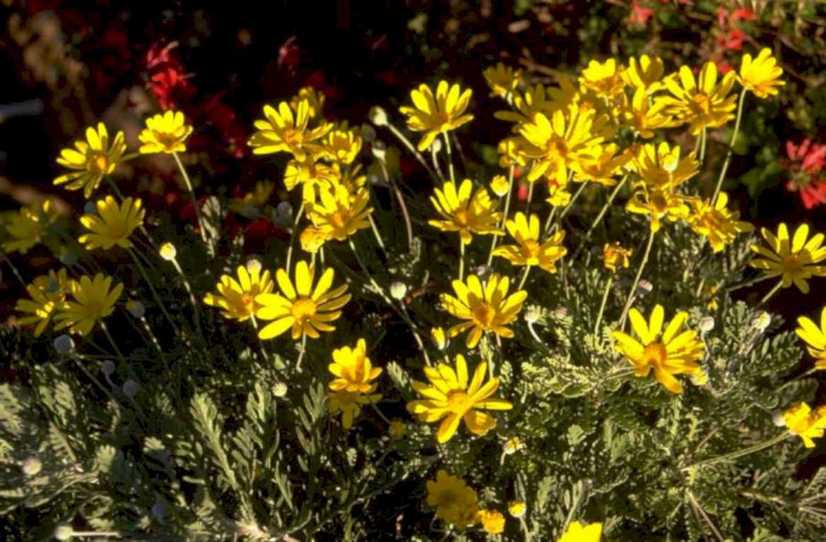 yellow daisies meadow 1980s 1990s A4 Photo Print