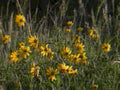 yellow daisies prairie1980s 1990s A4 Photo Print