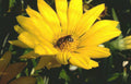 yellow daisy bee Vintage A4 Photo Print