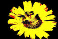 yellow daisy flies Vintage A4 Photo Print