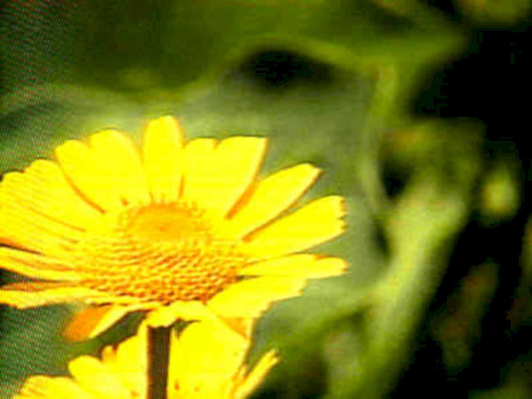 yellow daisy garden1980s 1990s A4 Photo Print