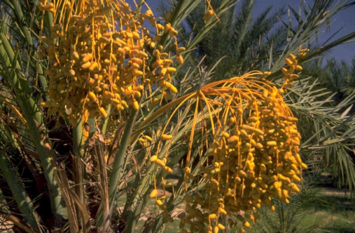 yellow dates palm 1980s 1990s A4 Photo Print