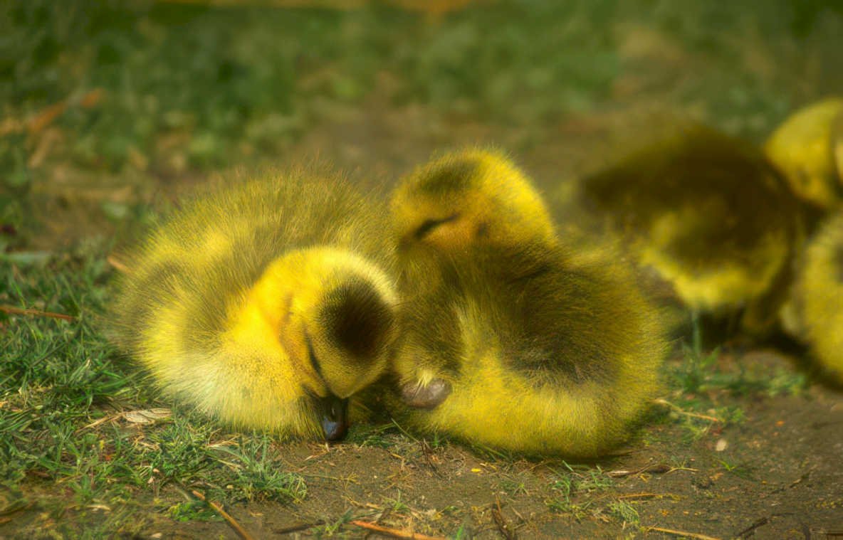 yellow ducklings sleeping Vintage A4 Photo Print