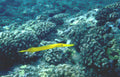 yellow filefish reef Vintage A4 Photo Print