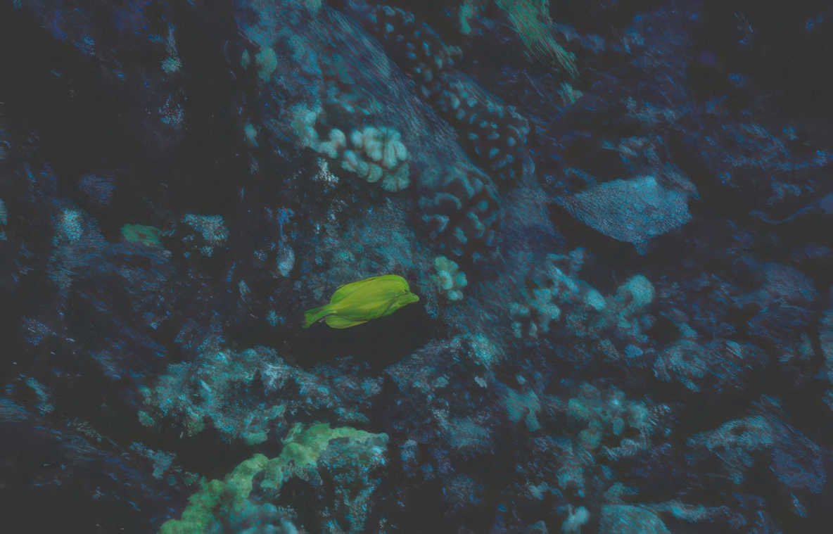 yellow fish reef 1 Vintage A4 Photo Print