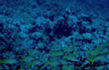 yellow fish reef 2 Vintage A4 Photo Print
