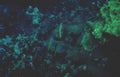 yellow fish reef Vintage A4 Photo Print