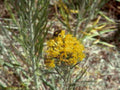 yellow flower bee1980s 1990s A4 Photo Print