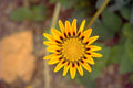 yellow flower daisy 1980s 1990s A4 Photo Print