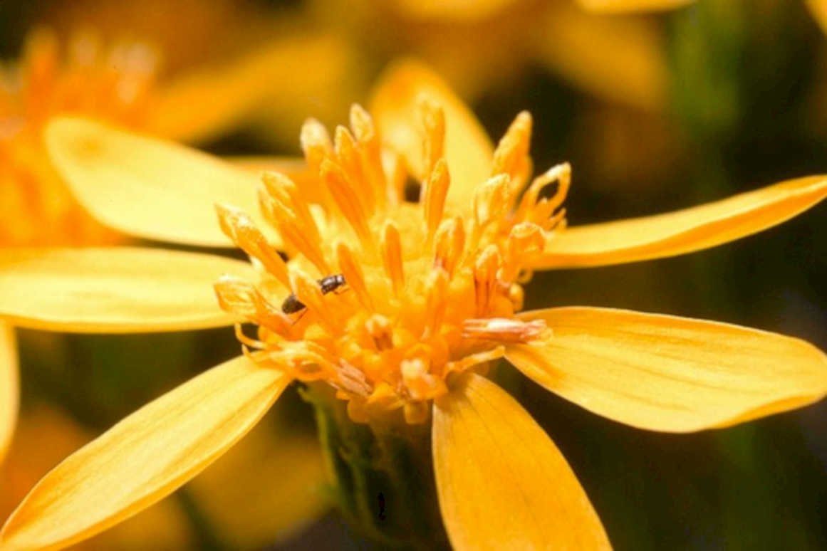 yellow flower insect1980s 1990s A4 Photo Print