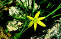 yellow flower rockyhillside1980s 1990s A4 Photo Print