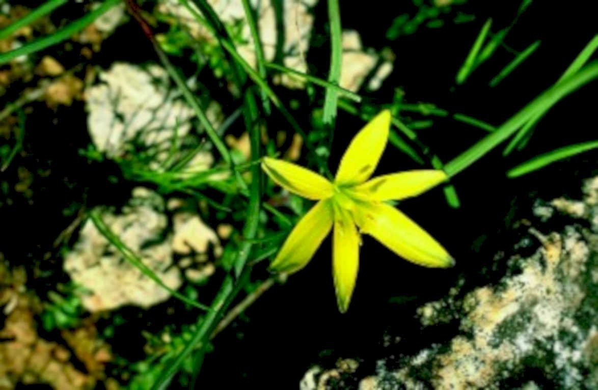 yellow flower rockyhillside1980s 1990s A4 Photo Print