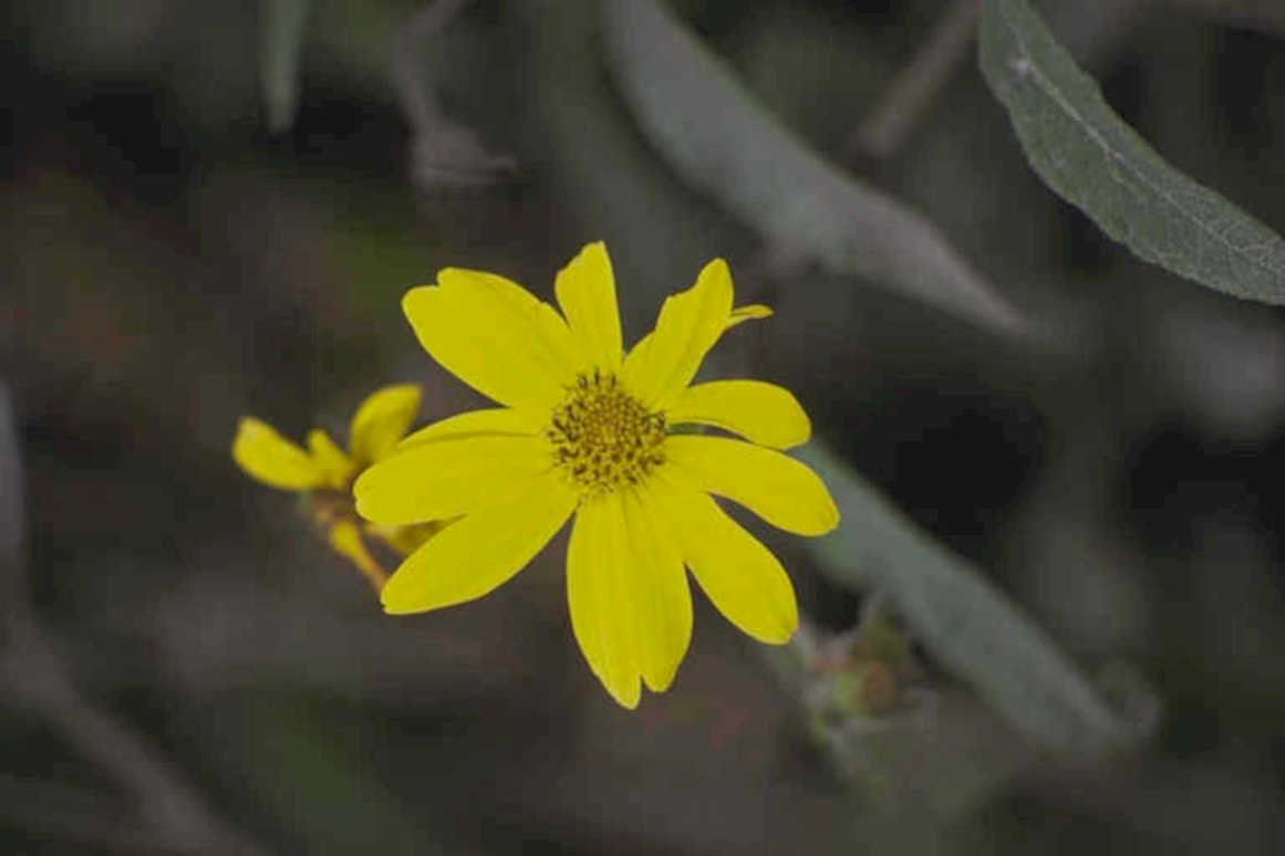 yellow flower susans1980s 1990s A4 Photo Print