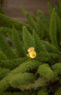 yellow flower thistle 1980s 1990s A4 Photo Print