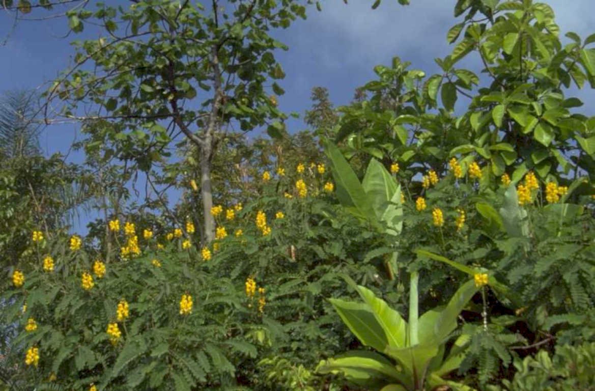 yellow flower tree 1980s 1990s A4 Photo Print
