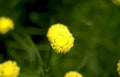 yellow flowers bloom Vintage A4 Photo Print