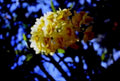yellow flowers clusteranthus1980s 1990s A4 Photo Print