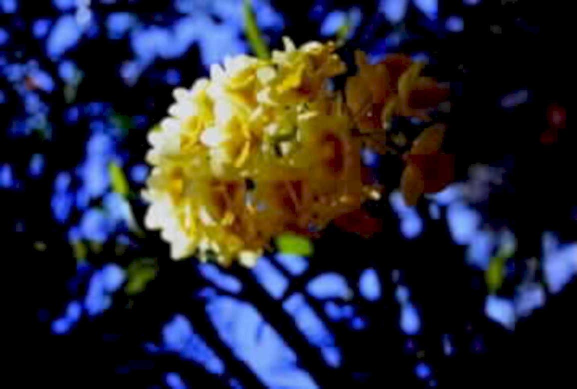 yellow flowers clusteranthus1980s 1990s A4 Photo Print