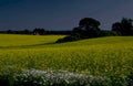 yellow flowers evening 1980s 1990s A4 Photo Print