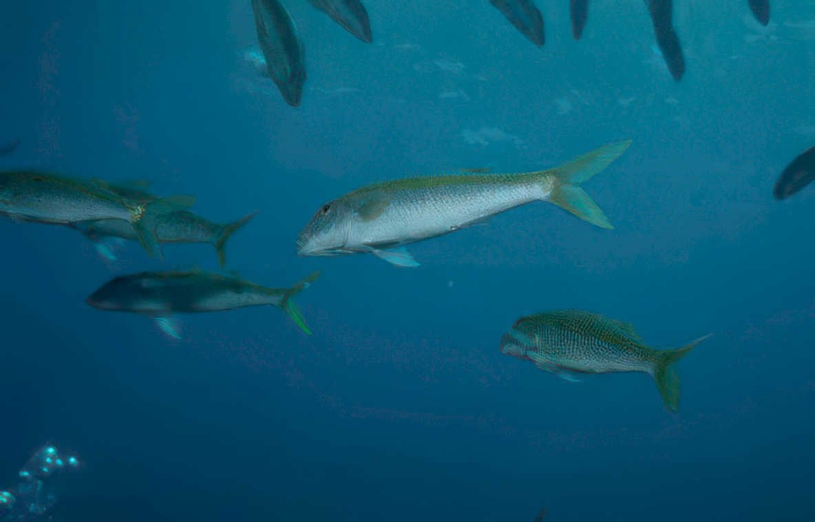 yellow goatfish reef Vintage A4 Photo Print