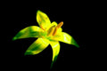 yellow green lily1980s 1990s A4 Photo Print